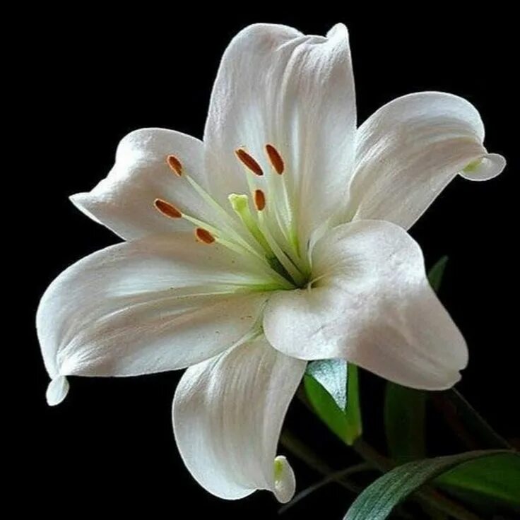 Покажи как выглядит цветок лилии Цветы лилии белые - 63 фото White lily flower, Lilly flower, Amazing flowers