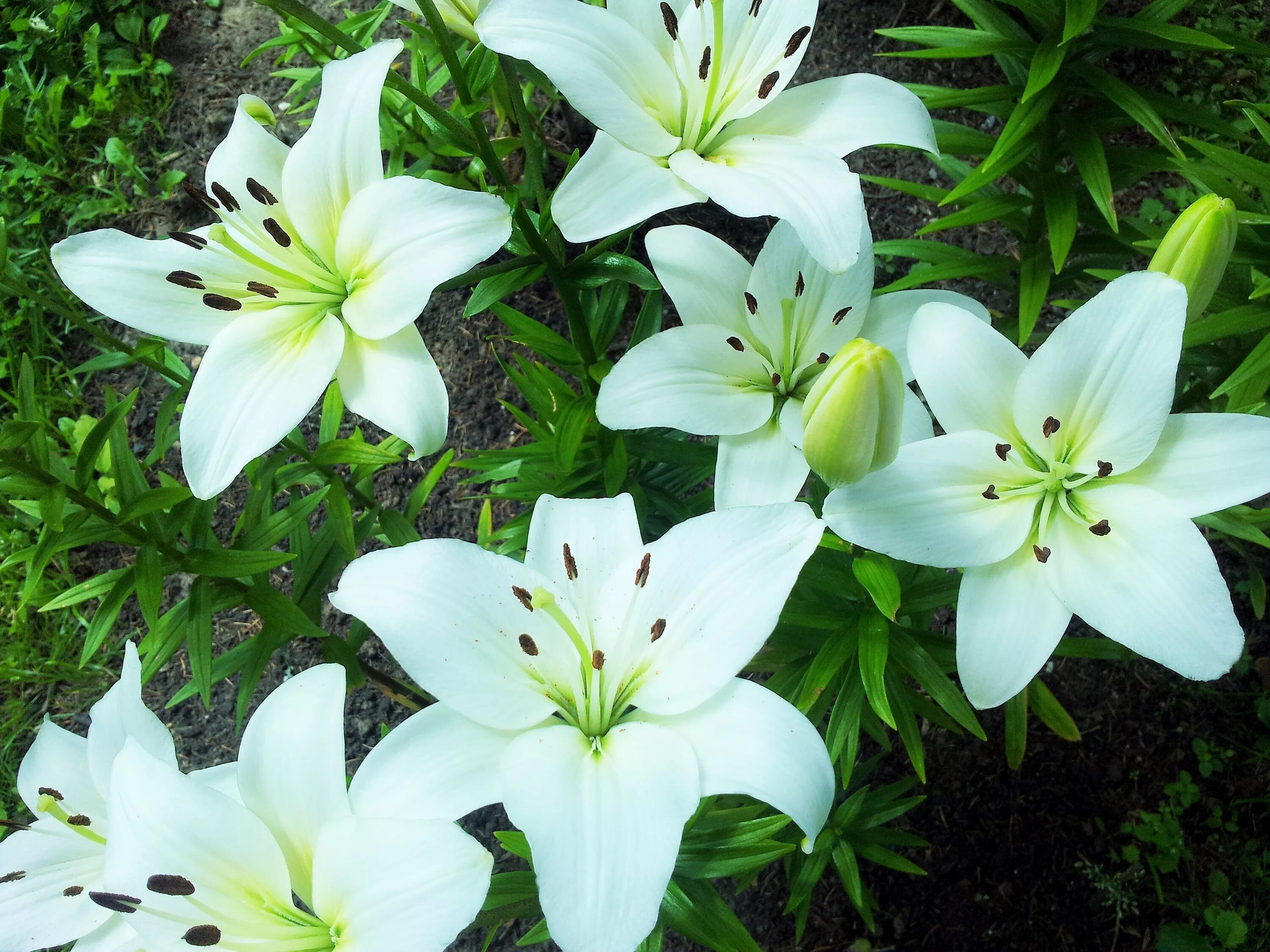 Покажи как выглядит цветок лилии Delicate white lilies on a flower bed closeup Desktop wallpapers 1024x1024