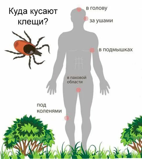 Покажи как выглядит укус клеща Осторожно! Клещи! - Новости, объявления - Объявления - Гражданская защита населе