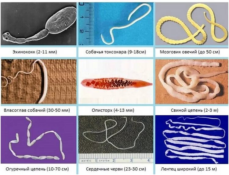 Покажи как выглядят глисты у человека Глисты у собаки: симптомы и лечение в домашних условиях, профилактика глистной и