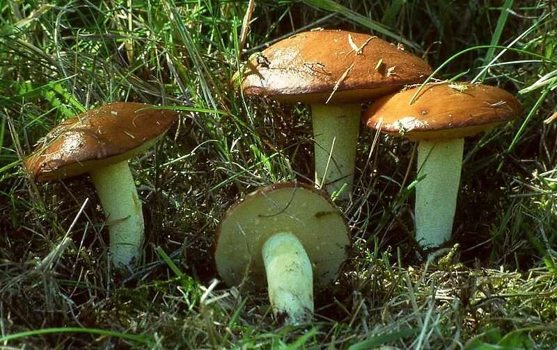 Покажи как выглядят грибы маслята Файл:Suillus granulatus 1.jpg - Вікіпедія