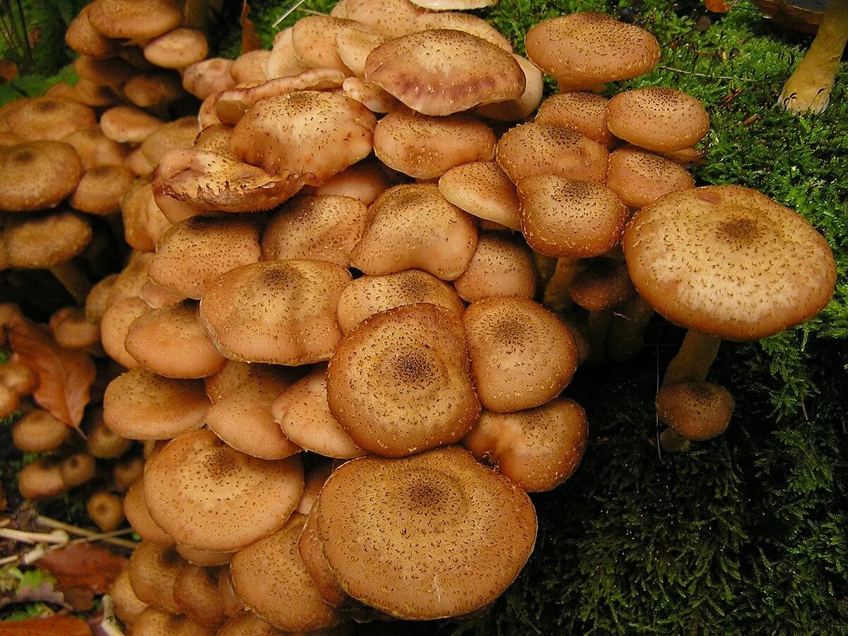 Покажи как выглядят грибы опята File:Armillaria mellea MdE 3.jpg - Wikimedia Commons