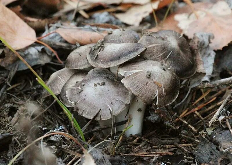 Покажи как выглядят грибы рядовки Покажи грибы рядовки: найдено 89 изображений