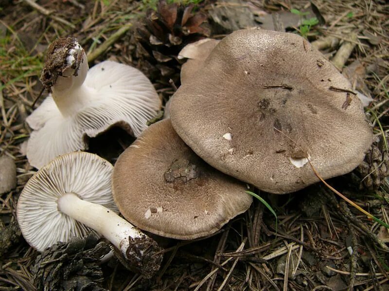 Покажи как выглядят грибы рядовки Рядовка землистая (Tricholoma terreum). Фото на сайте "Грибы Калужской области"