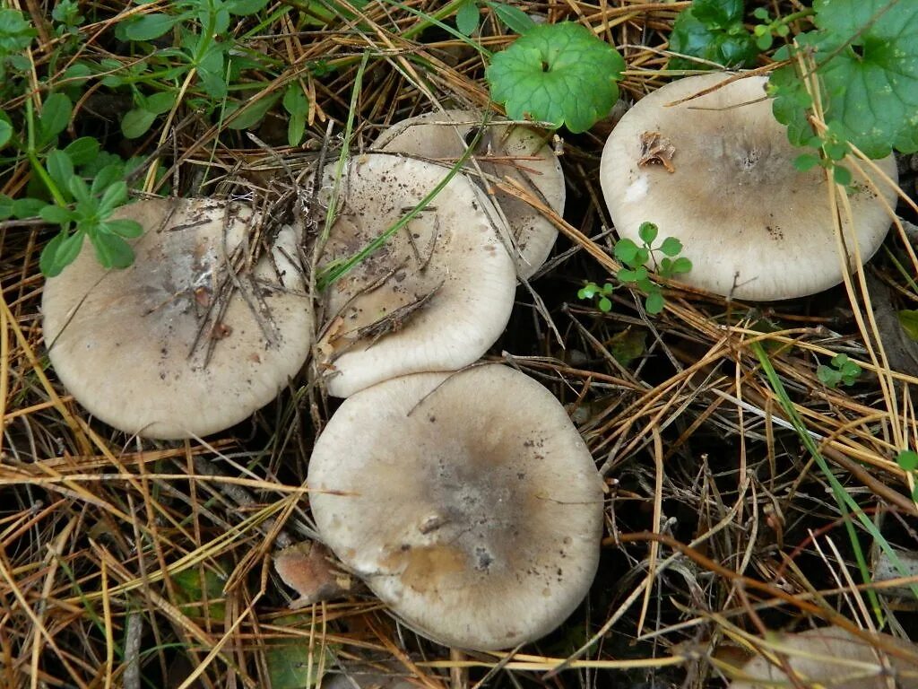 Покажи как выглядят грибы рядовки Рядовки - Фотография - Растения