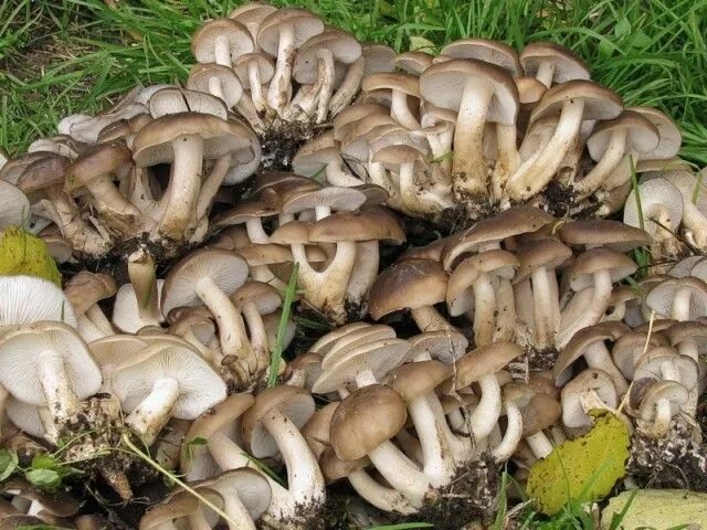 Покажи как выглядят грибы рядовки Грибы рядовки съедобные и ядовитые: как отличить? Виды грибов рядовок: фото, опи