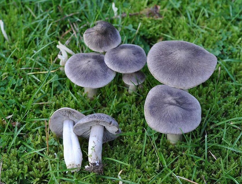 Покажи как выглядят грибы рядовки Рядовка - CoffeePapa.ru