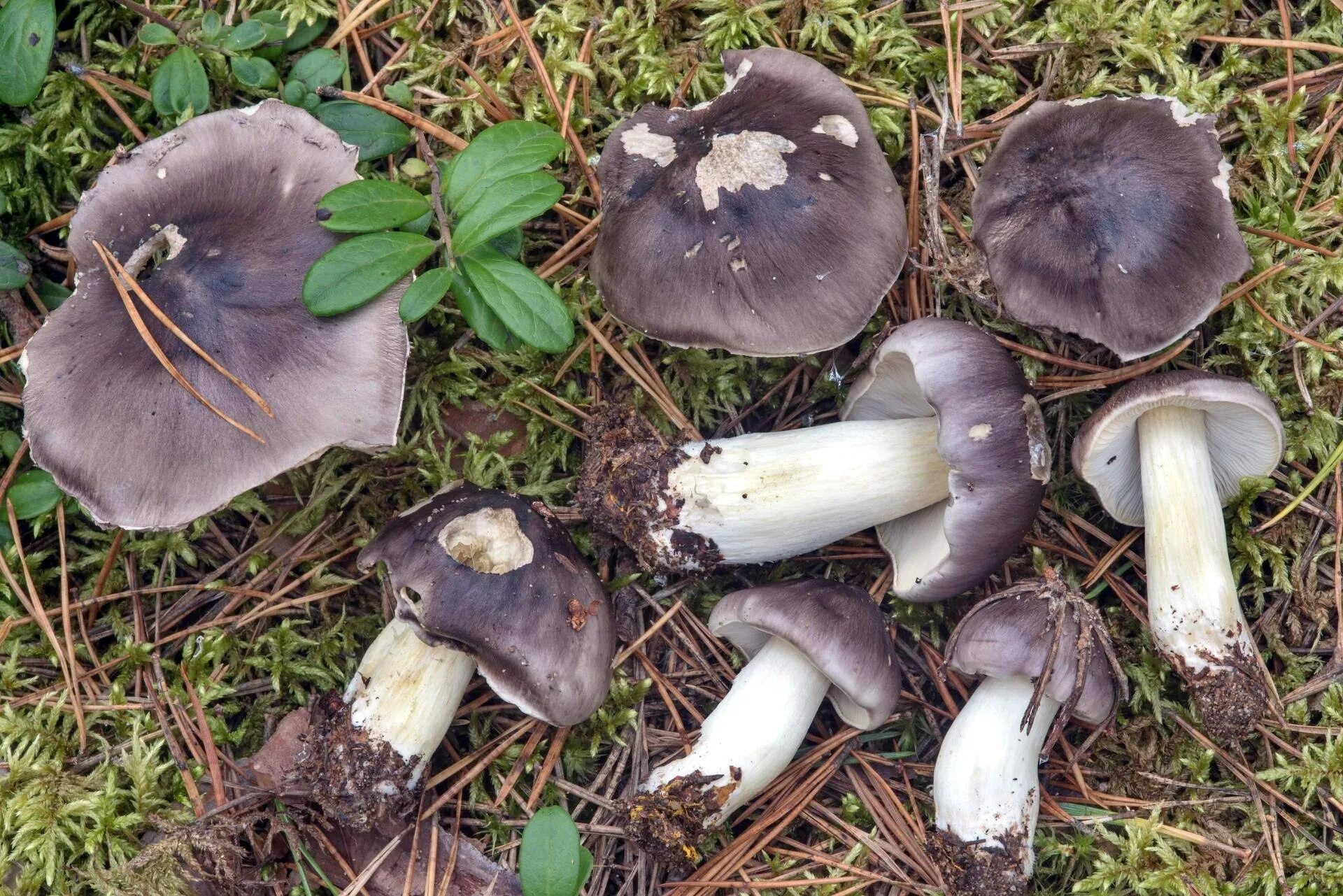 Покажи как выглядят грибы рядовки Рядовка - CoffeePapa.ru