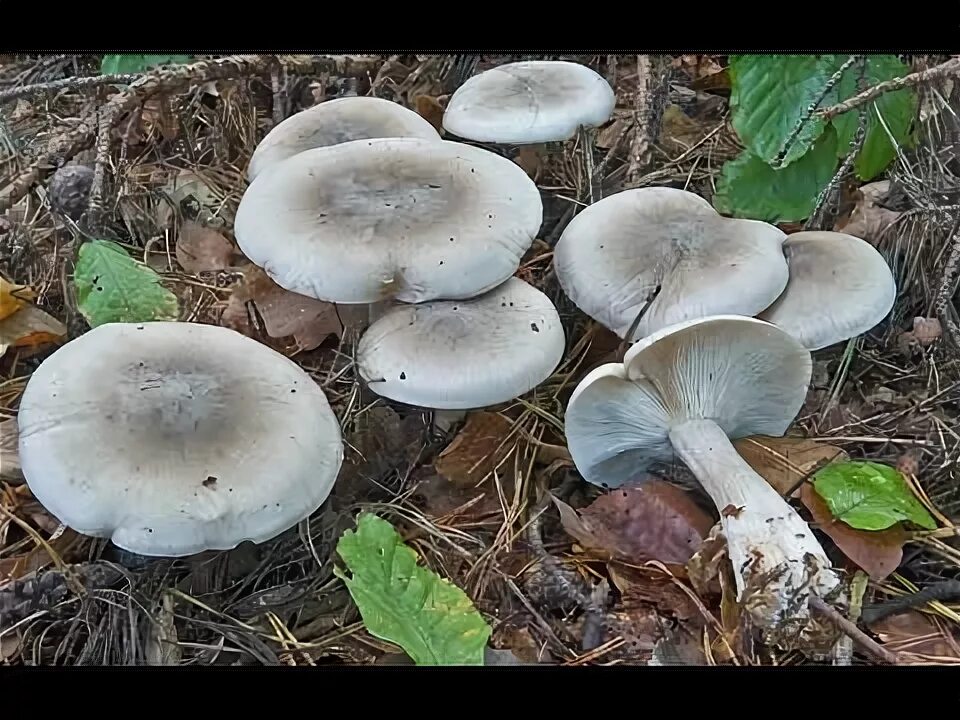 Покажи как выглядят грибы рядовки Рядовки дымчатые и синие в лесу. Съедобные грибы - YouTube