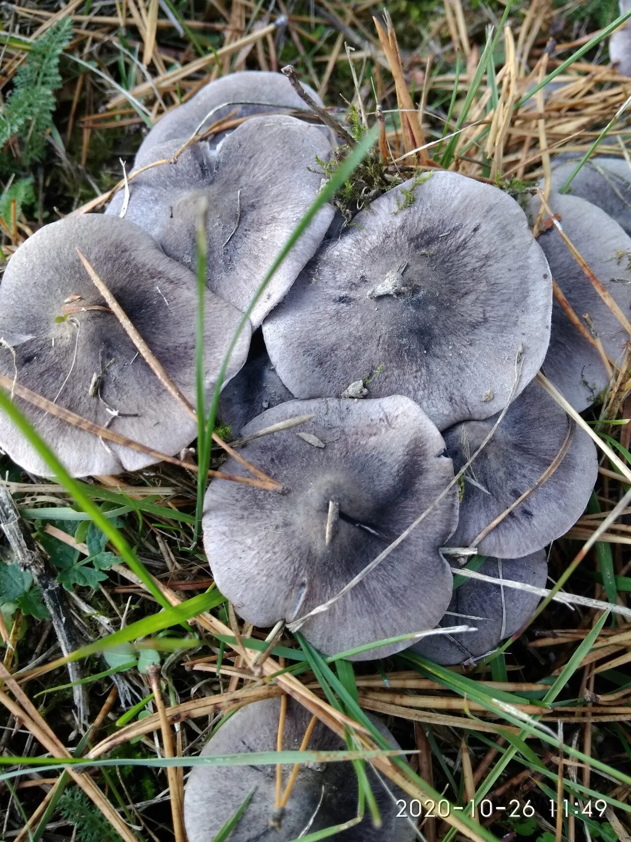 Покажи как выглядят грибы рядовки Новогодние мышата - Chevrolet Niva, 1,7 л, 2010 года покатушки DRIVE2