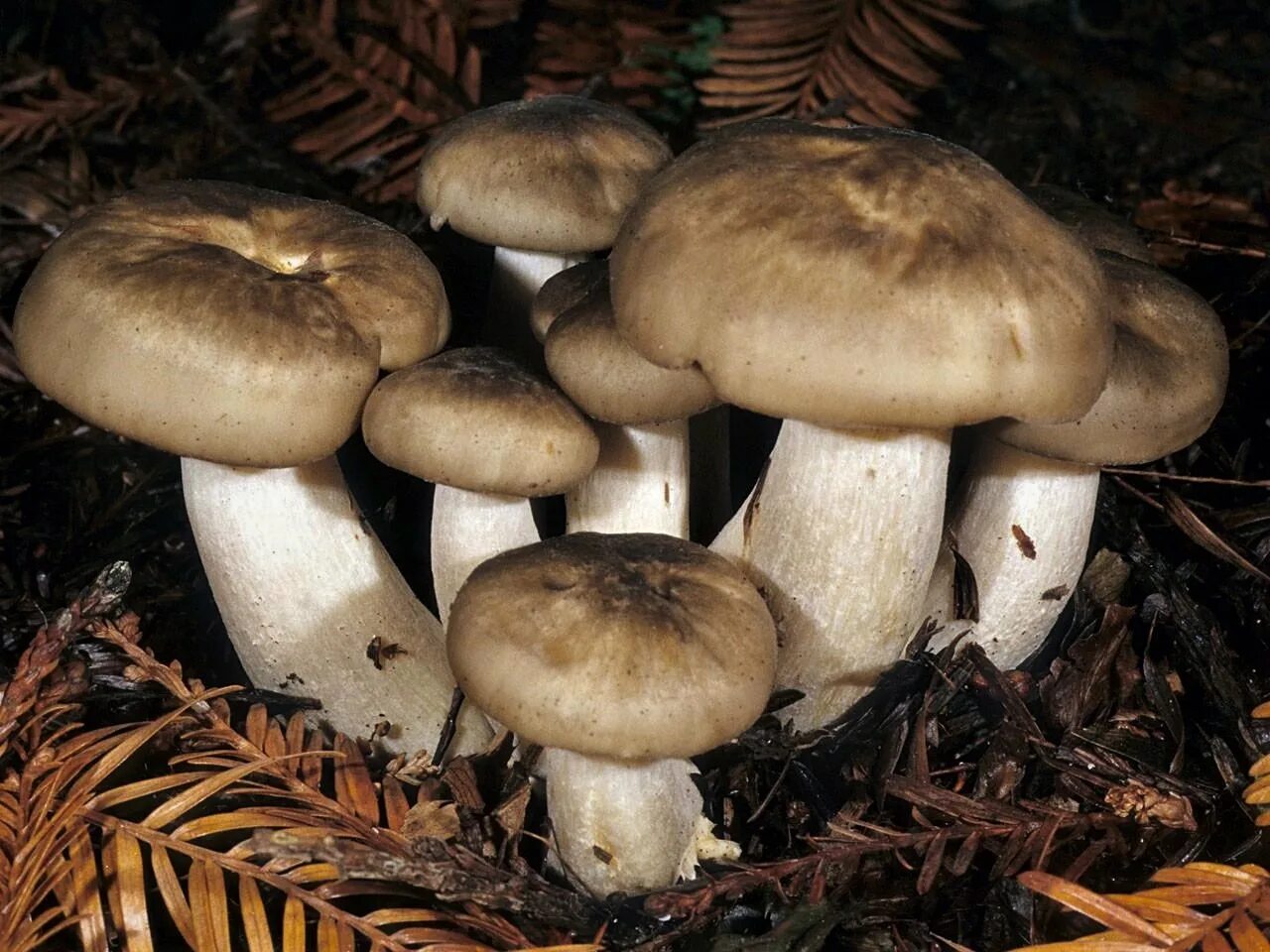 Покажи как выглядят грибы рядовки Грибная пора в Керчи. - смотреть видео онлайн от "Керчанин-62" в хорошем качеств