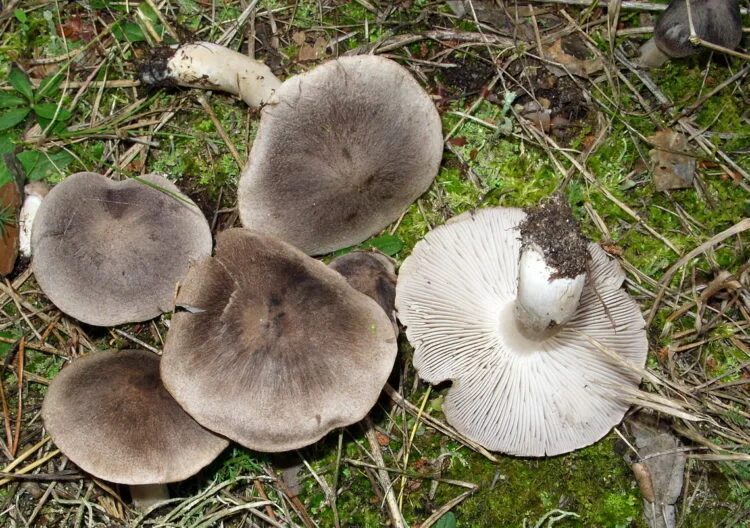 Покажи как выглядят грибы рядовки Рядовка землистий (землисто-сіра): фото та опис, як відрізнити, як готувати