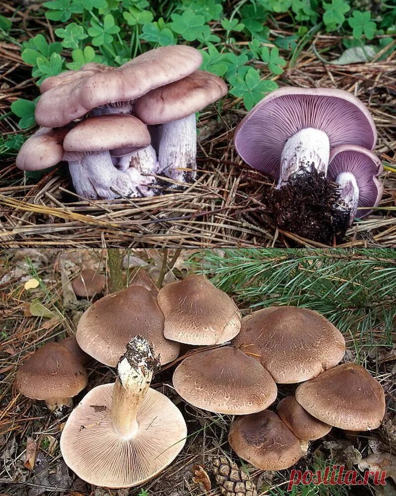 Покажи как выглядят грибы рядовки Смоленск рядовка - блог Санатории Кавказа