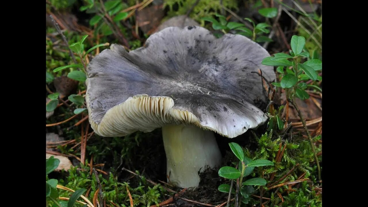 Покажи как выглядят грибы рядовки Рядовки Серые штриховатые - грибы Петушки, целая полянка. - YouTube