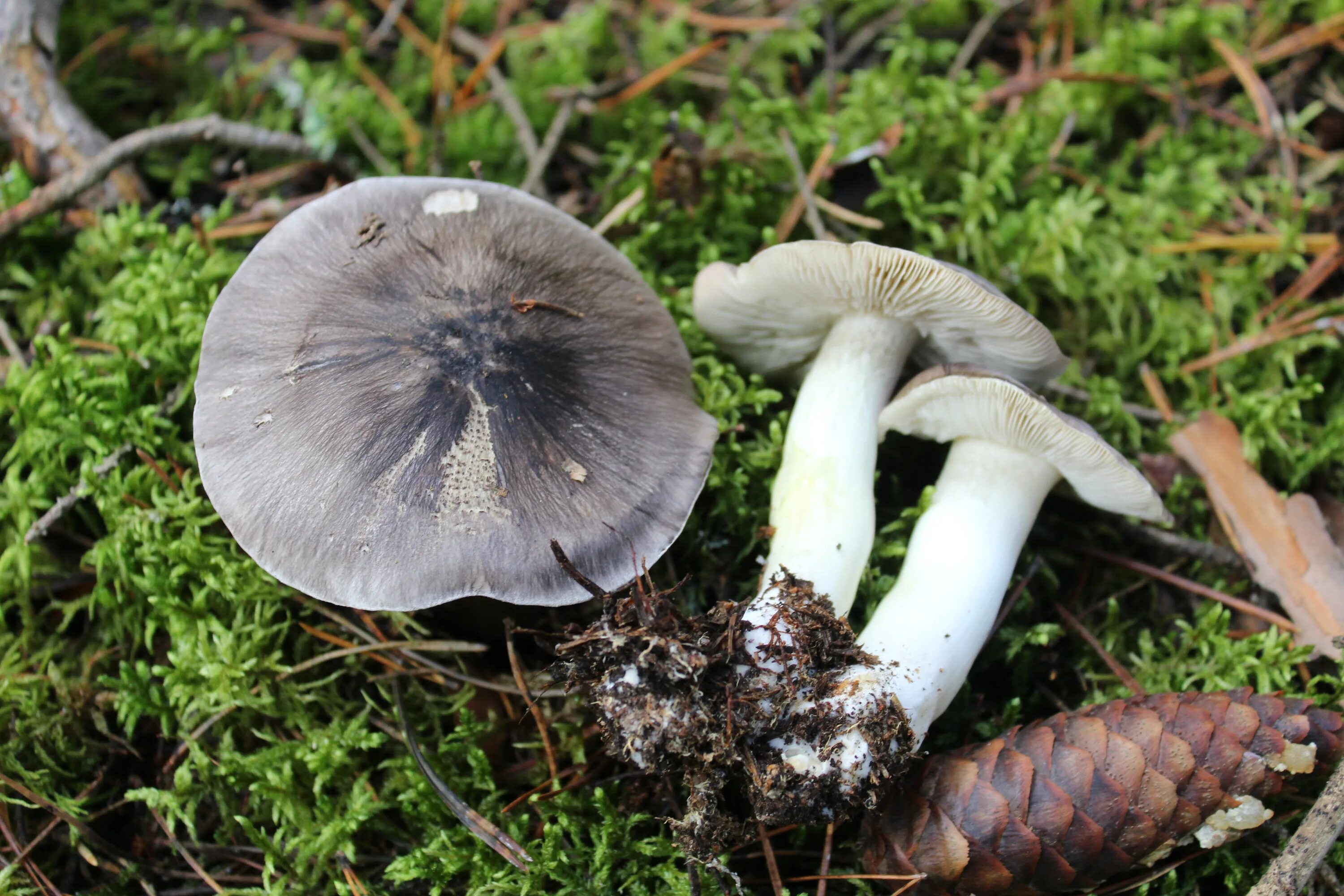 Покажи как выглядят грибы рядовки Фото Рядовка серая. на фотохостинге Fotoload