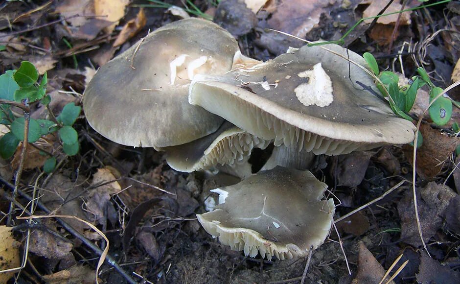 Покажи как выглядят грибы рядовки Рядовка мыльная - Tricholoma saponaceum - Грибы Уломы Железной