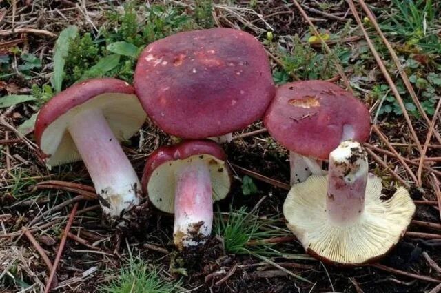 Покажи как выглядят грибы сыроежки Russula sardonyx: description and photo