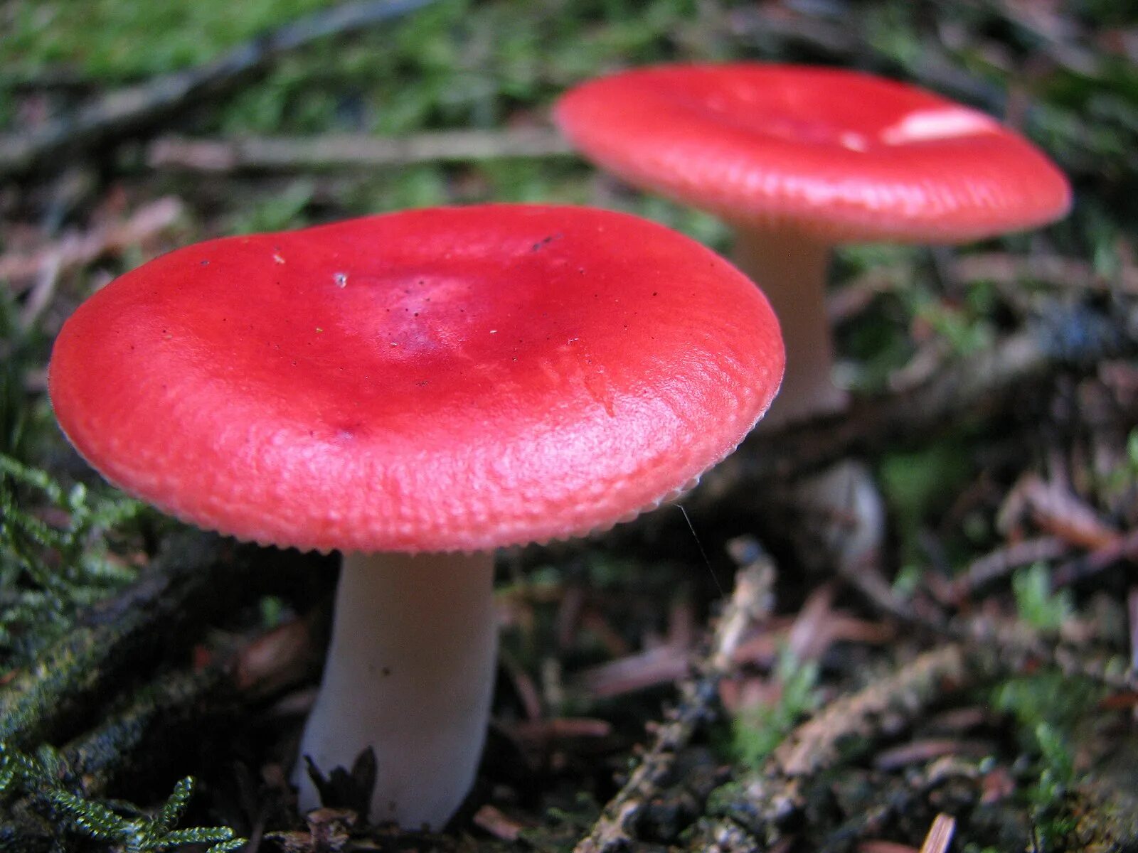 Покажи как выглядят грибы сыроежки File:Mushroom-IMG 3300.JPG - Wikipedia