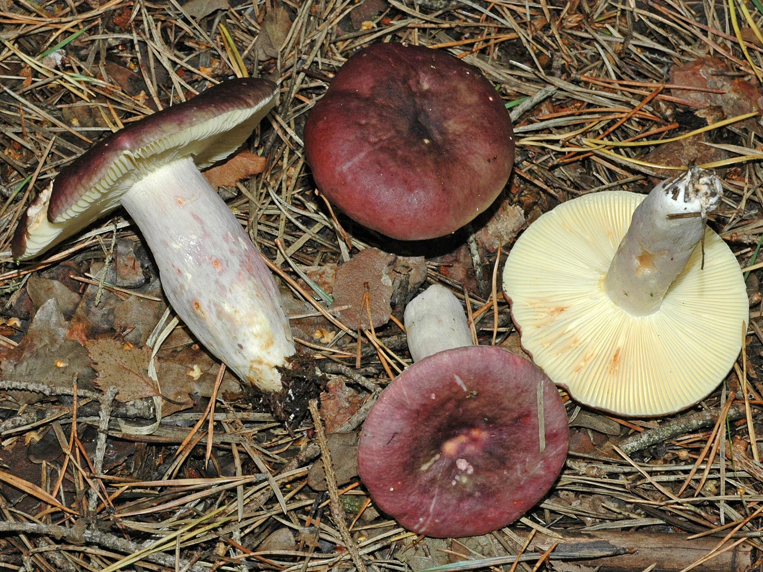 Покажи как выглядят грибы сыроежки Fungus Gallery :: Russula :: NIKA6294