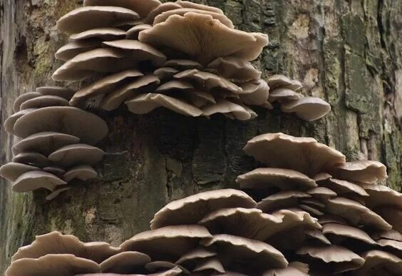 Покажи как выглядят грибы вешенки Mushroom - tree fungus oyster mushrooms pleurotus ostreatus on dead standing tre