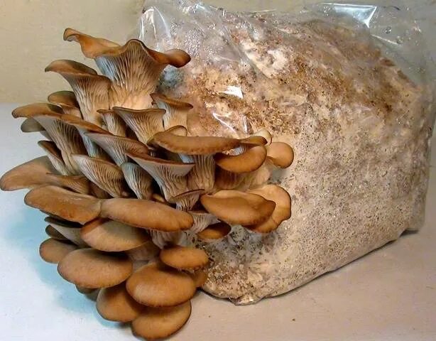 Покажи как выглядят грибы вешенки Growing oyster mushrooms at home in bags