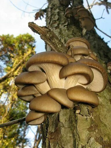 Покажи как выглядят грибы вешенки Il fungo orecchione, nome scientifico Pleurotus ostreatus, è un fungo commestibi