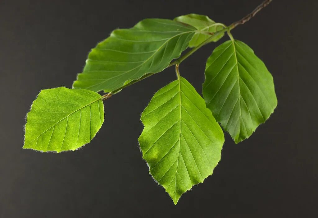 Покажи как выглядят листья Beech Flickr