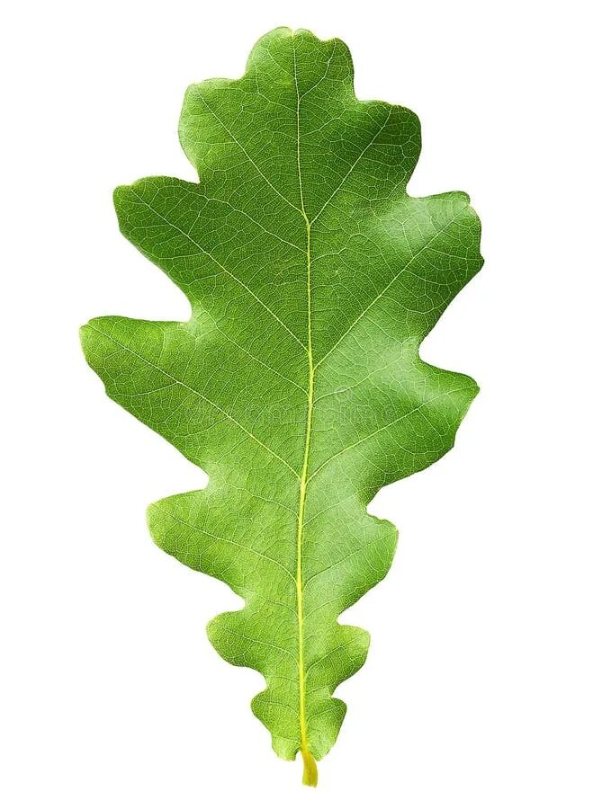 Покажи как выглядят листья дуба Oak tree leaves isolated stock photo. Image of green - 74044920