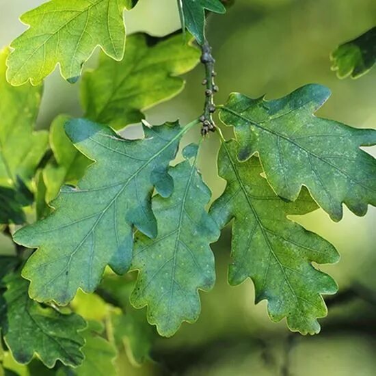 Покажи как выглядят листья дуба Sessile Oak Trees - Year-Round Interest for Your Garden