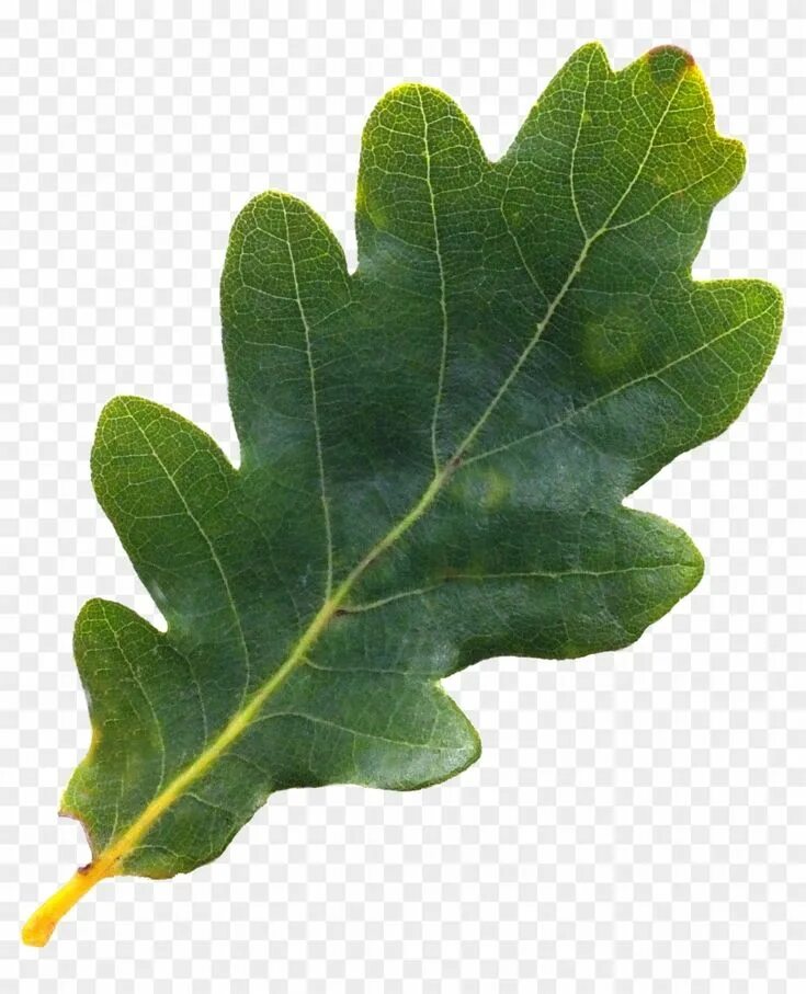 Покажи как выглядят листья дуба Acorn Leaf Png - Oak Tree Leaves Png, Transparent Png Leaves, Acorn leaf, Leaf p