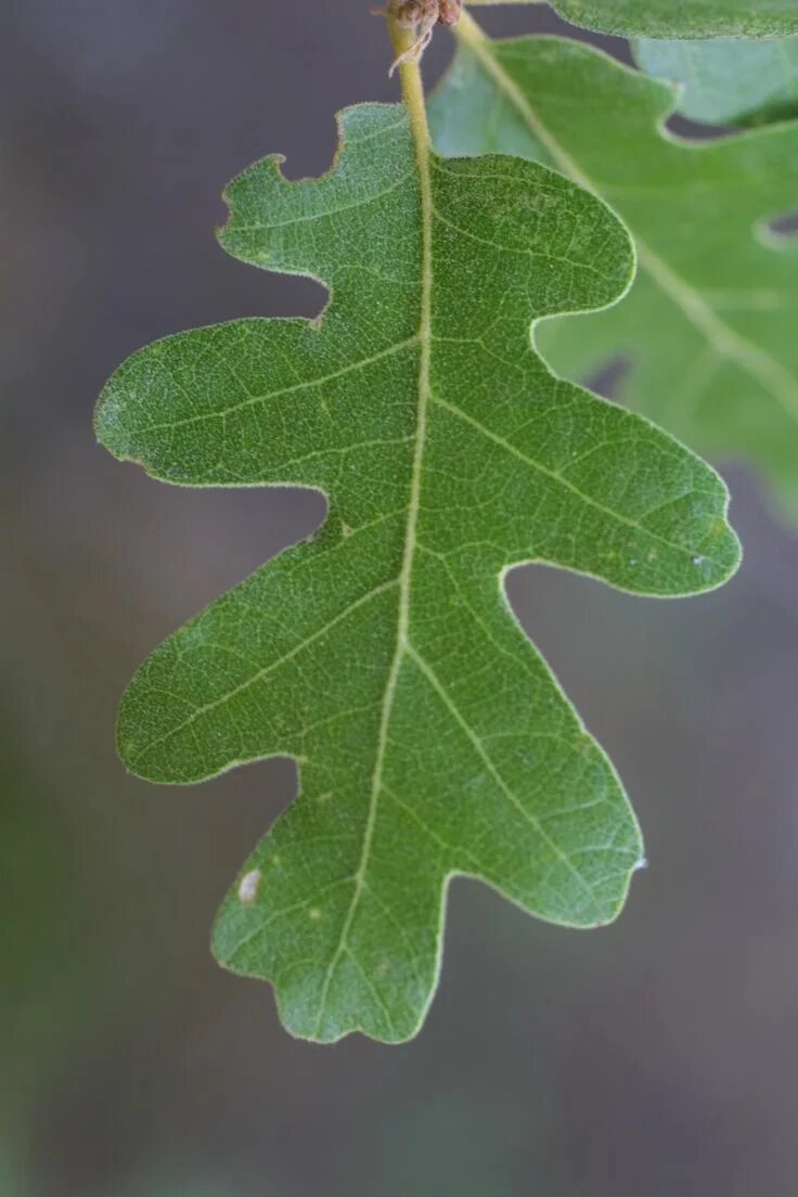 Покажи как выглядят листья дуба quercus gambelii, gambel oak Leaf is not so pointed and leaves are on opposite s