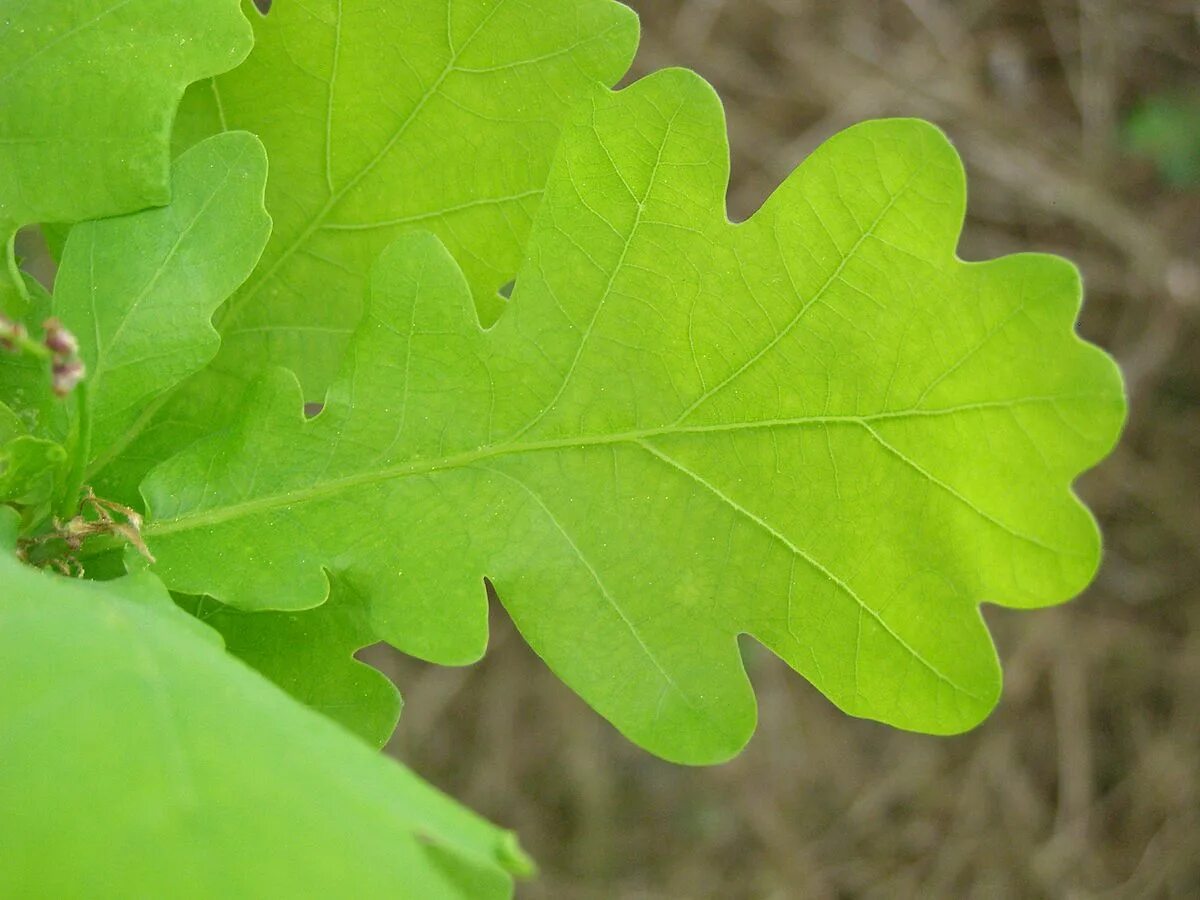 Покажи как выглядят листья дуба File:Kornik Arboretum dab szypulkowy lisc.jpg - Wikimedia Commons