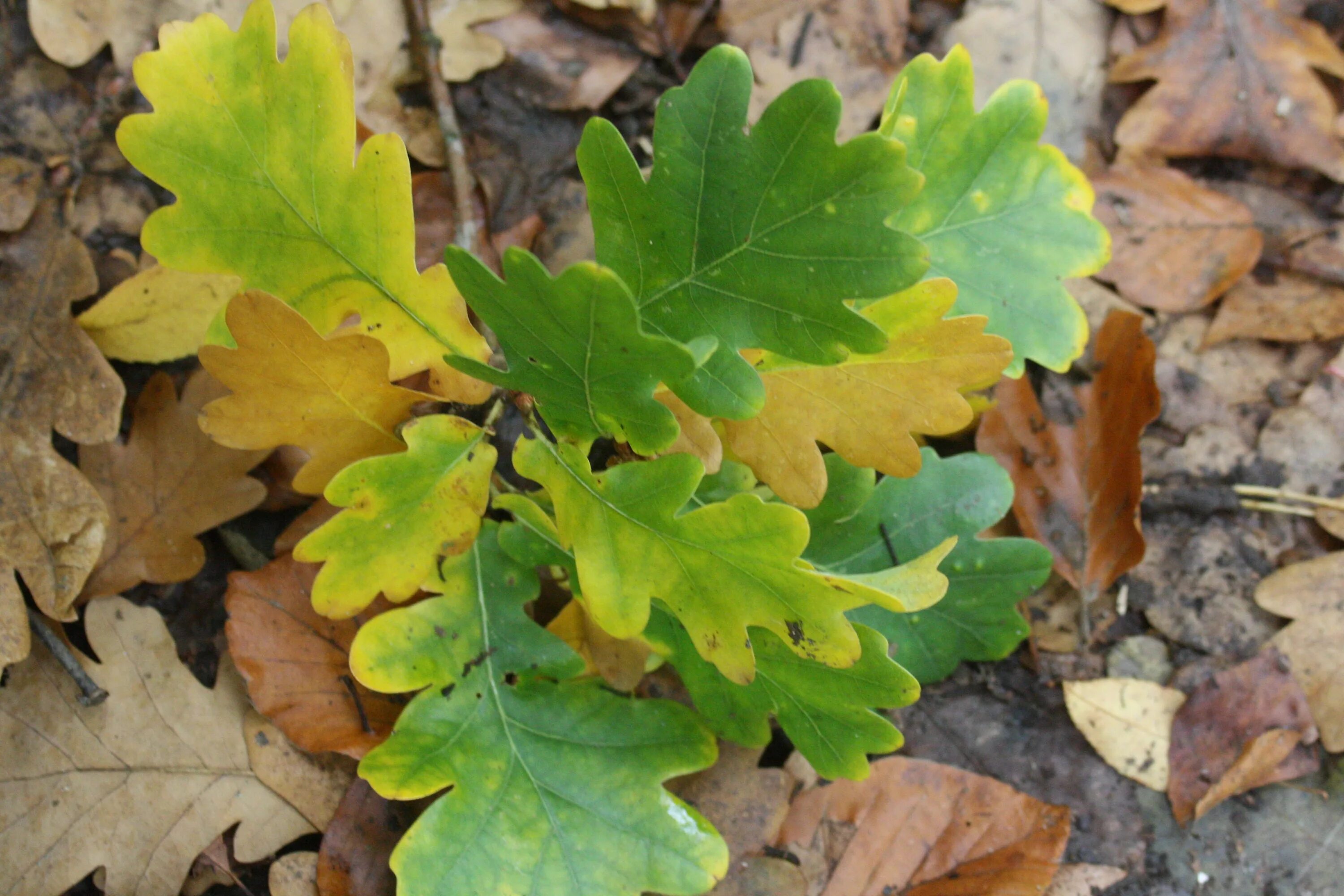 Покажи как выглядят листья дуба Free Images : flower, decoration, produce, autumn, season, maple tree, maple lea