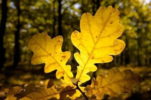 Покажи как выглядят листья дуба Amazing oak leaves - Wander Lord