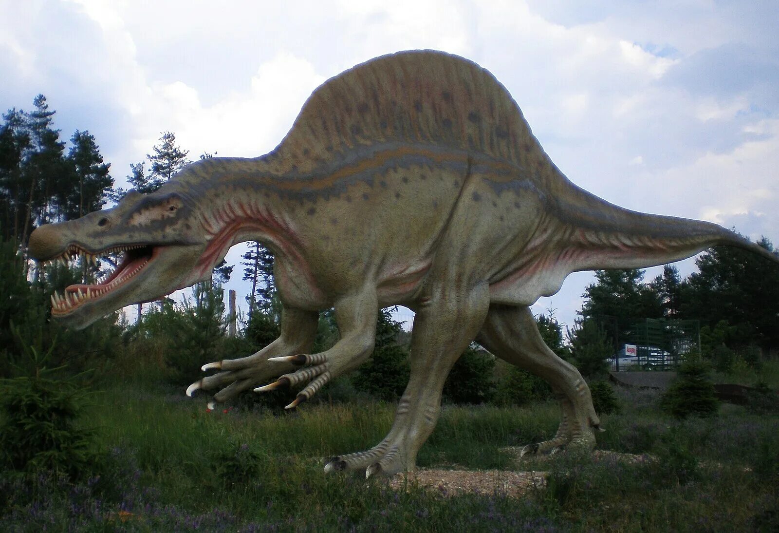 Покажи как выглядят настоящие динозавры File:Spinosaurus Tierpark Germendorf.jpg - Wikipedia