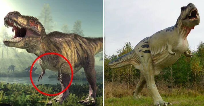 Покажи как выглядят настоящие динозавры Paleontologists Reveal The Real Reason T-Rex Had Such Short Arms - Viraly