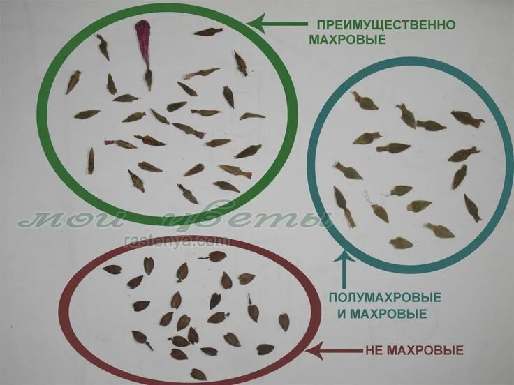 Покажи как выглядят семена цинии Для получения махровых циний необходимо отобрать правильные семена. Семена похож