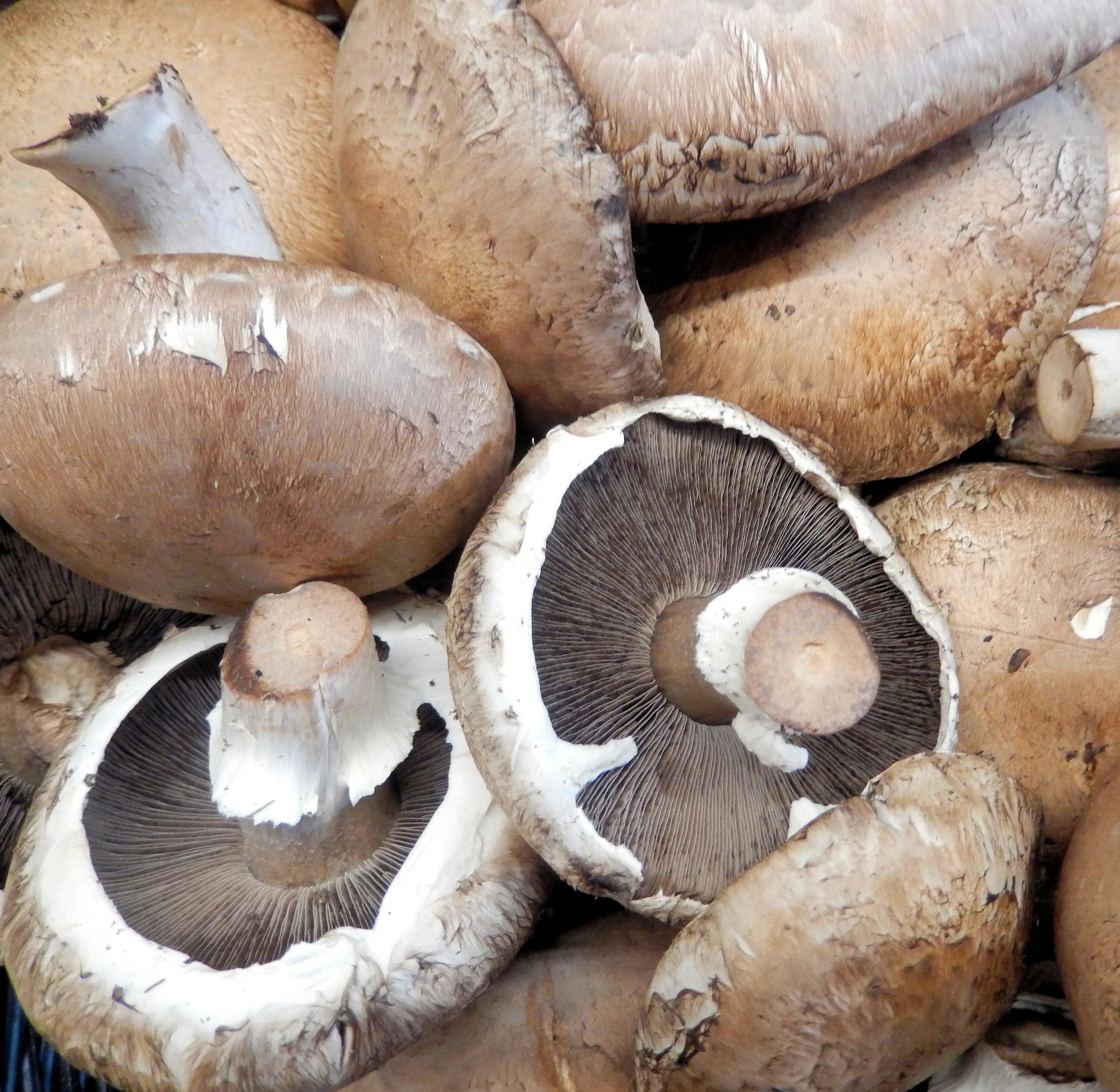 Покажи как выглядят шампиньоны грибы Free Images : food, produce, nutrition, fungi, bolete, agaricus, matsutake, oyst