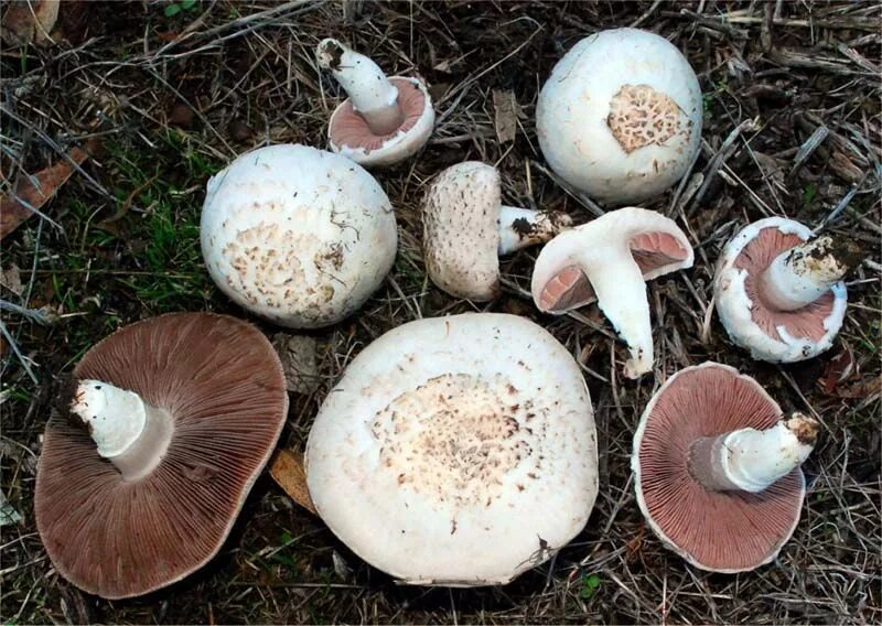 Покажи как выглядят шампиньоны грибы Agaricus campestris Stuffed mushrooms, Edible mushrooms, Button mushroom