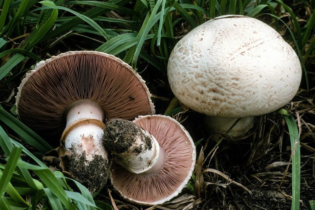 Покажи как выглядят шампиньоны грибы Agaricus bisporus (edible table mushroom) Шампиньоны, Грибы, Дикие грибы