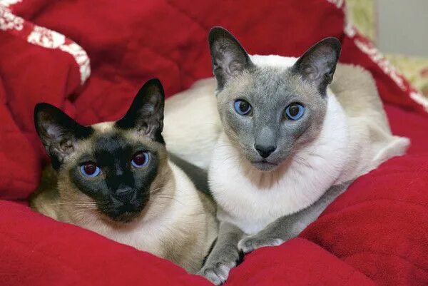 Покажи как выглядят сиамские кошки How To Minimize Cat Shedding In Your Home Cat shedding, Siamese cats blue point,