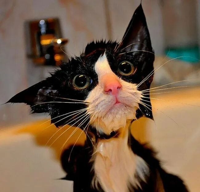 Покажи как выглядят смешные кошки Cats+ Water = 22 Photos You Must See! The Latest Woofs from Pickapaw Team Funny 