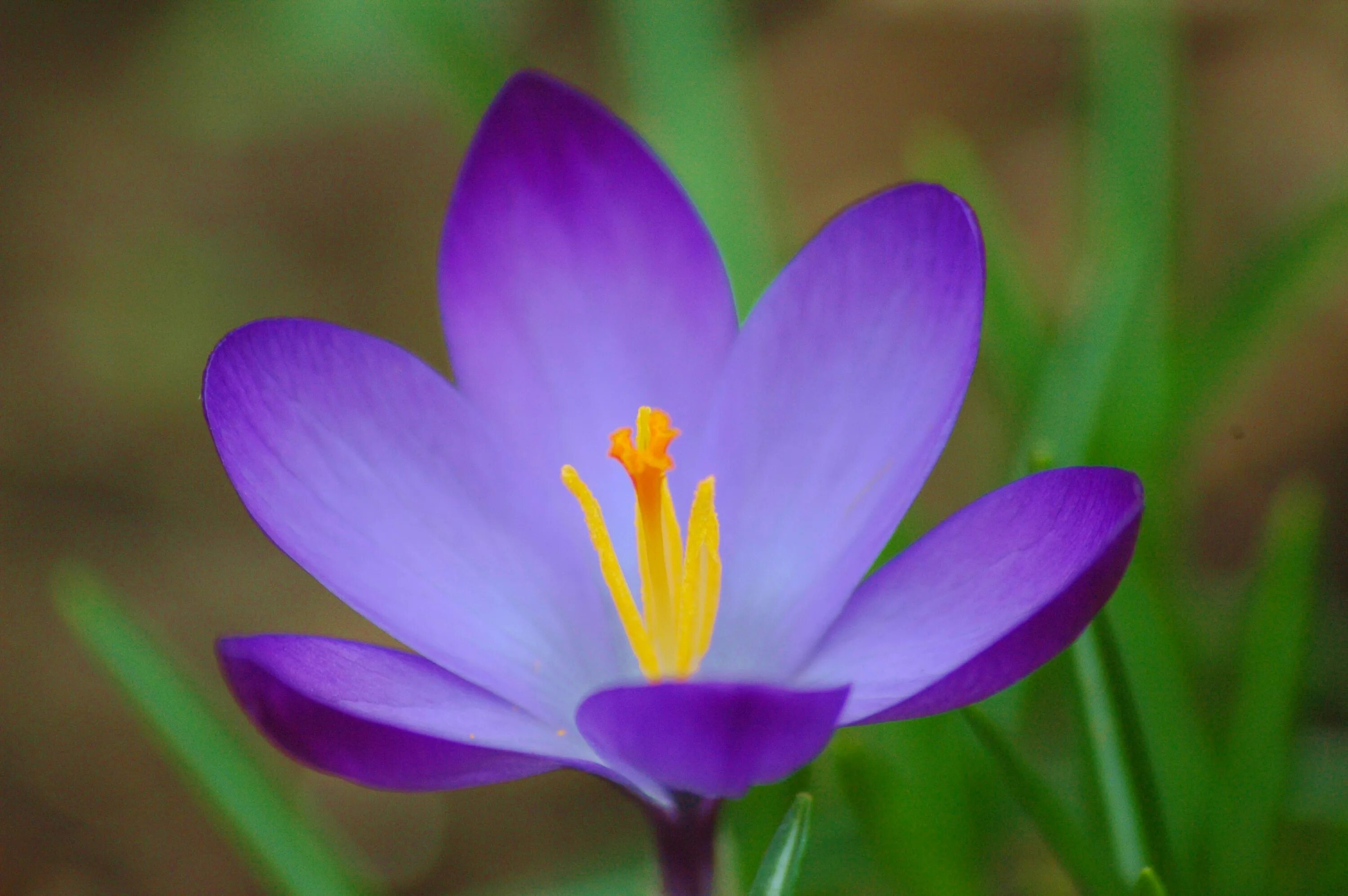 Покажи как выглядят цветы Spring flower Crocus Desktop wallpapers 640x960