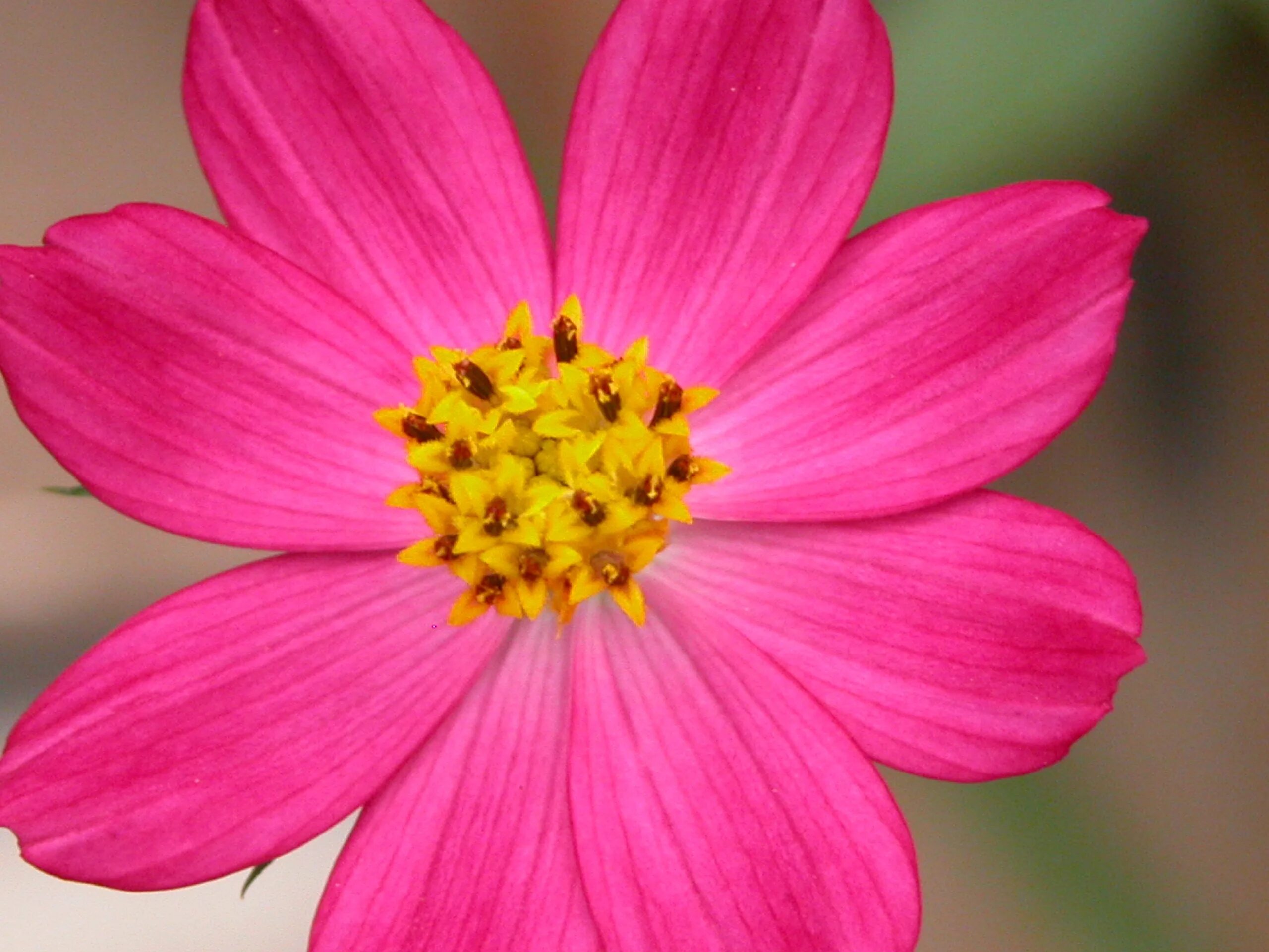 Покажи как выглядят цветы Free Images : nature, blossom, flower, petal, pink, flora, close up, dahlia, fus