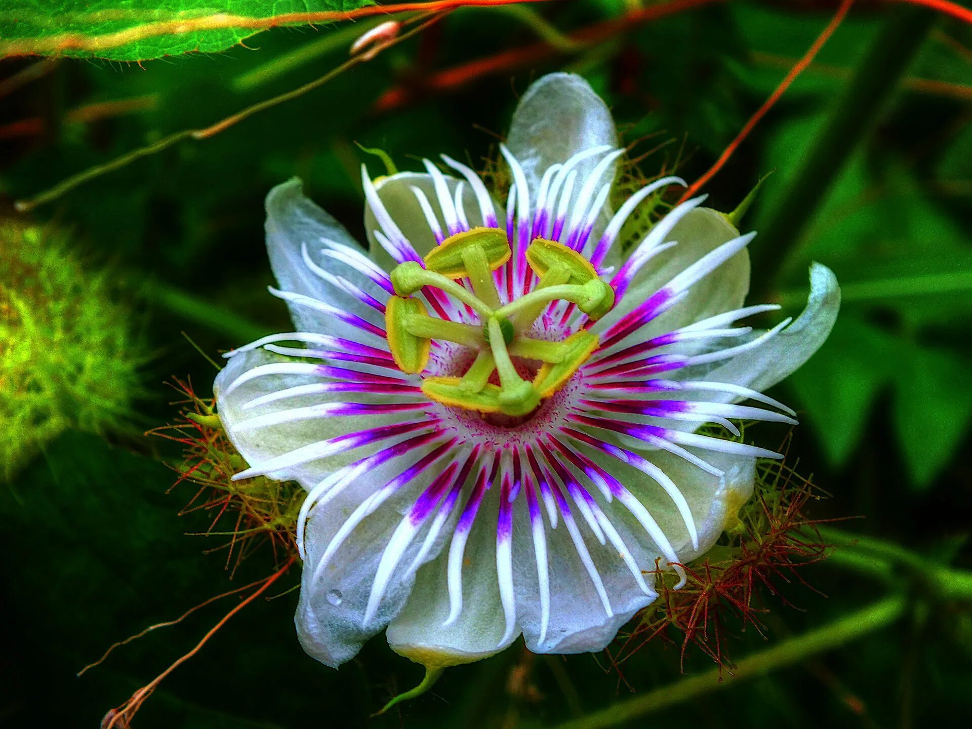 Покажи как выглядят цветы Passion Flower wallpapers HD for desktop backgrounds