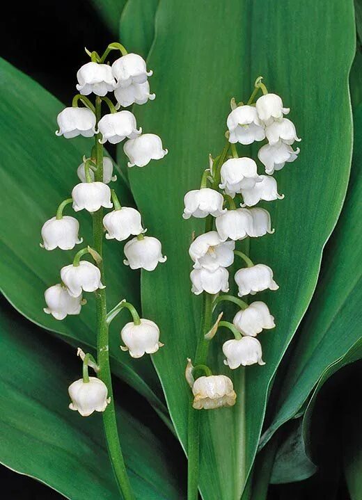 Покажи как выглядят цветы ландыши Ландыш закавказский (Convallaria transcaucasica) Lily of the valley, Lily of the