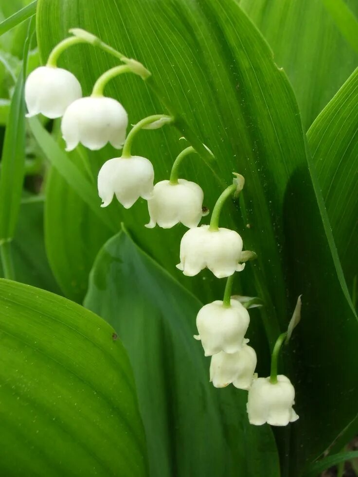 Покажи как выглядят цветы ландыши Liljekonvalj (Convallaria majalis) Liljekonvalj, Blommor, Brudbukett