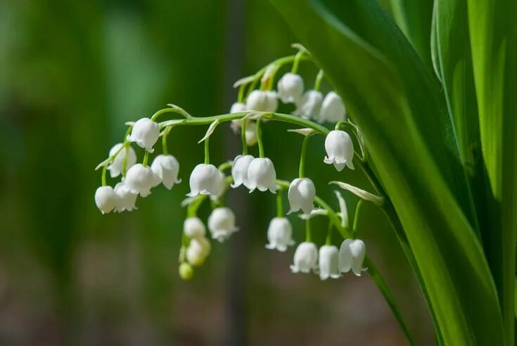 Покажи как выглядят цветы ландыши How To Grow And Care For Lily Of The Valley Flowers Lily of the valley flowers, 