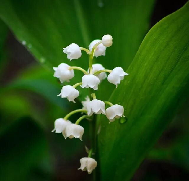 Покажи как выглядят цветы ландыши Lily Of The Valley Flower Spring - Free photo on Pixabay Flowers perennials, Lil