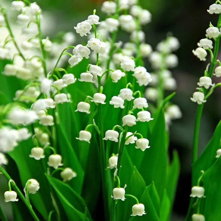 Покажи как выглядят цветы ландыши lily-of-the-valley Ground cover flowers, Lily of the valley, Growing bulbs